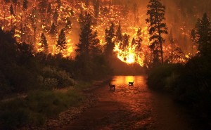 deer in a forest fire